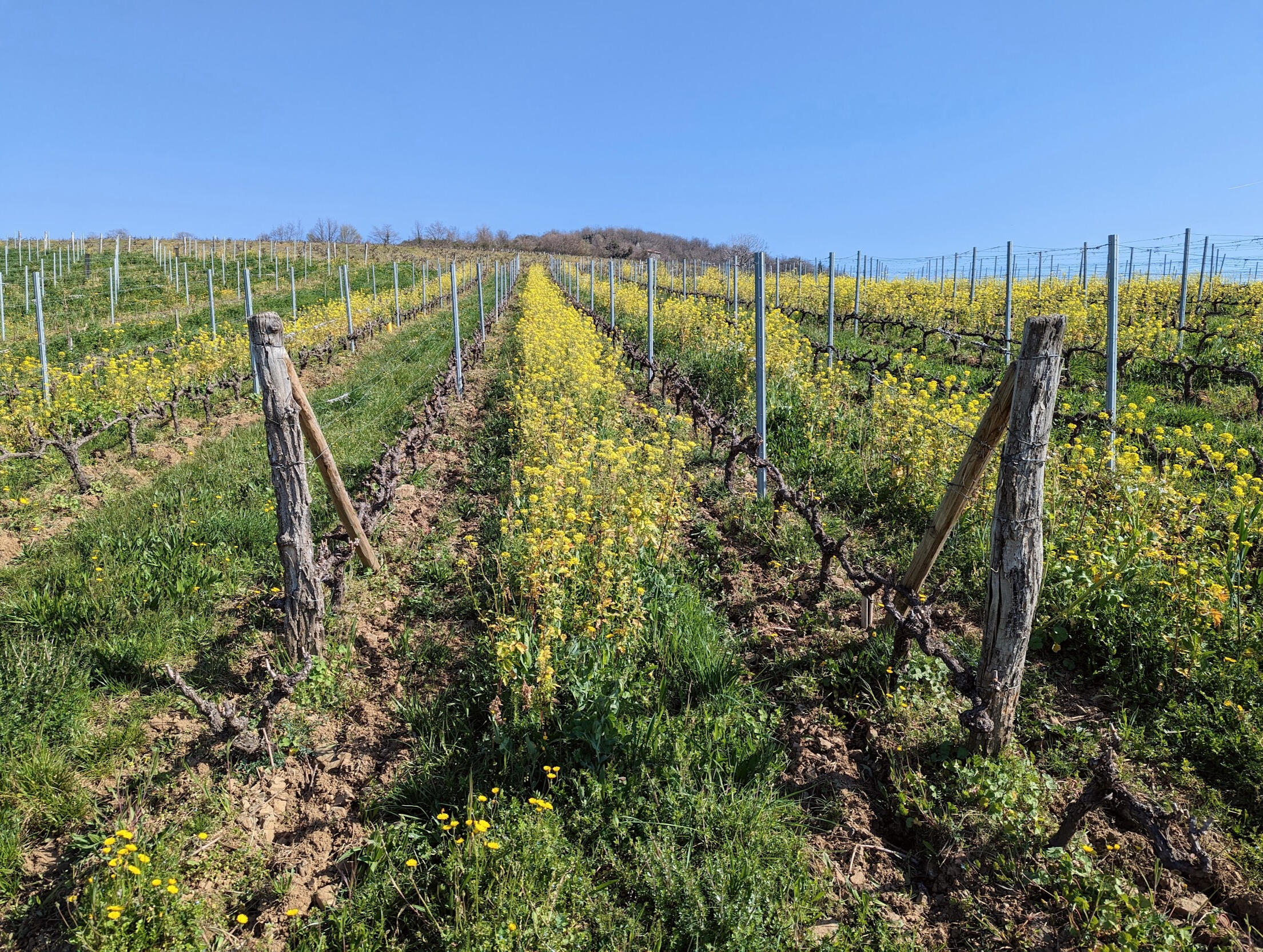 The Vinjoyment Manifesto